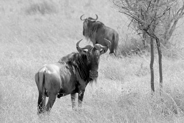 Couple of blue wildebeests in black and white — Stock Photo, Image