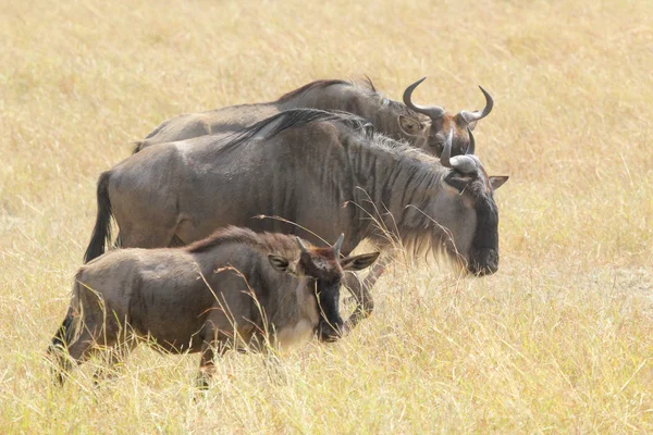 Ομάδα μπλε τον wildebeests τη βόσκηση — Φωτογραφία Αρχείου