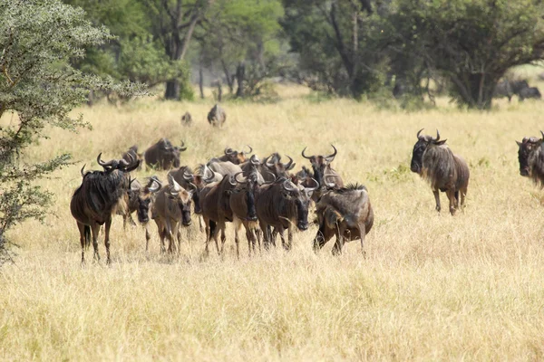 Herd of blue wildebeests grazing — Stock Photo, Image