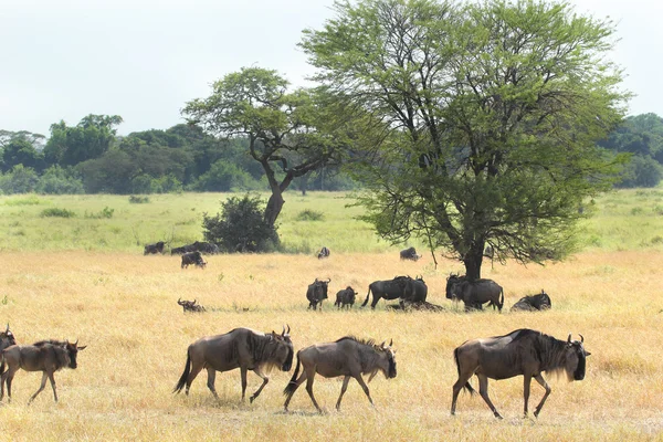 Groupe de gnous bleus dans la savane — Photo