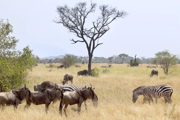 Blå gnuer och zebror gemensamma — Stockfoto