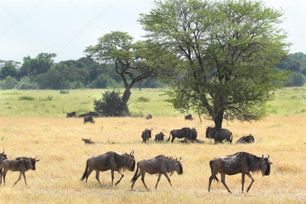 Group of blue wildebeests in the savannah