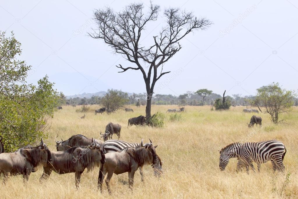 Blue wildebeests and common zebras