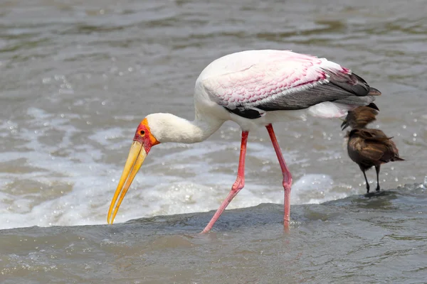 Yellow-billed Stork fishing near a Hamerkop bird — Stock Photo, Image