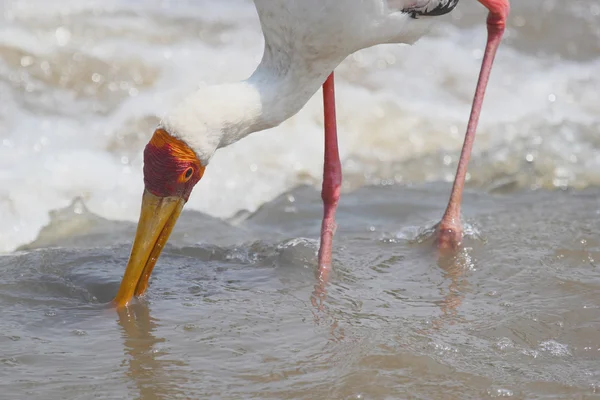 Pesca da cegonha de bico amarelo — Fotografia de Stock