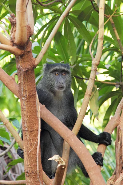 Blå diadem monkey mellan grenar — Stockfoto