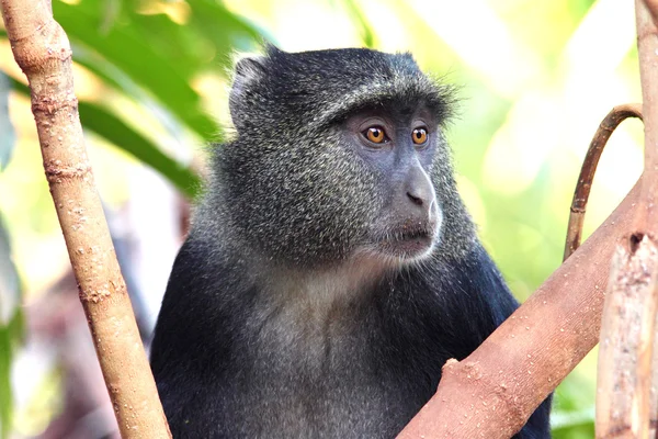 Retrato de um macaco diademed azul — Fotografia de Stock