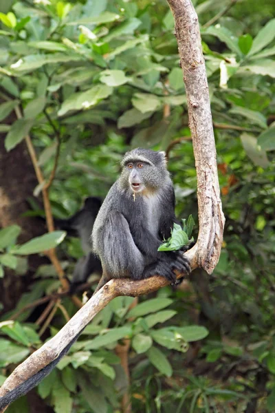 蓝 diademed 马尼亚拉湖中的一个分支上的猴子 — 图库照片