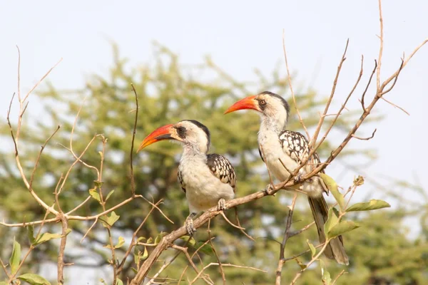 Casal de Hornbills de bico vermelho da Tanzânia — Fotografia de Stock