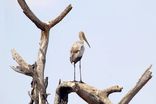 Yellow-billed stork on a tree — Stock Photo, Image