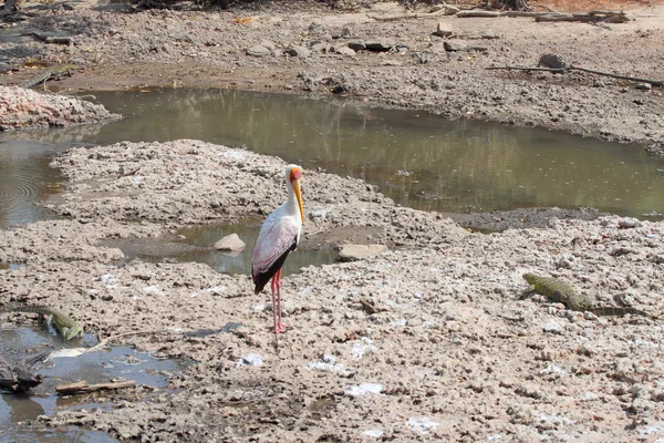 Cigogne à bec jaune près des moniteurs du Nil — Photo