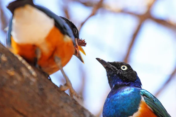 Couple of superb starling feeding on a tree — Stock Photo, Image
