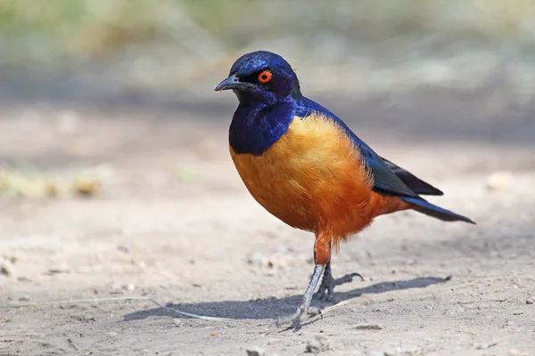 Superb starling at the ground — Stock Photo, Image