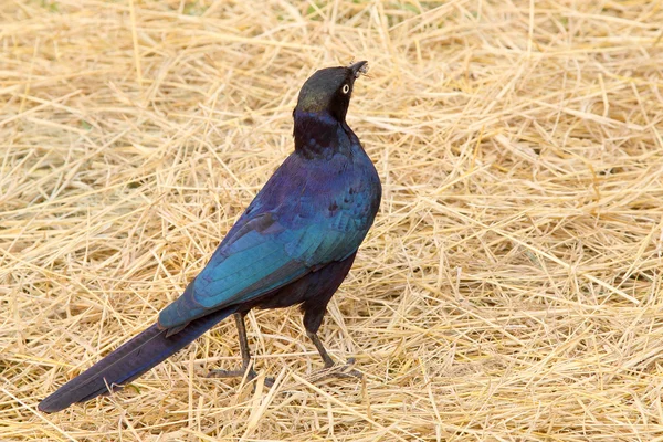 Cape starling at the ground — Stock Photo, Image