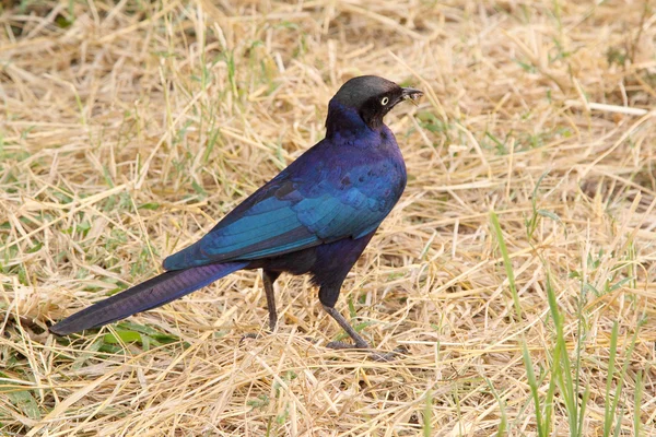 Cape starling at the ground — Stock Photo, Image