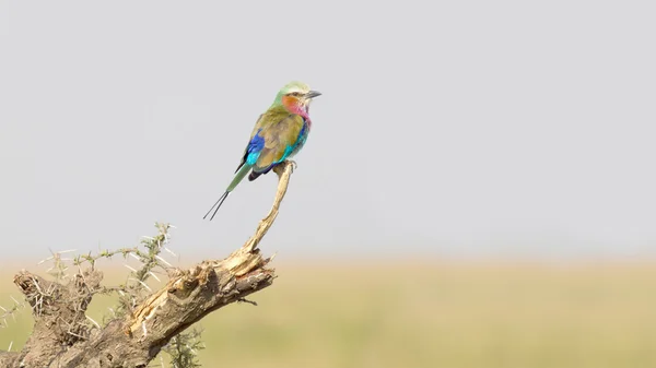 Lilac-breasted roller on the grass — Stock Photo, Image