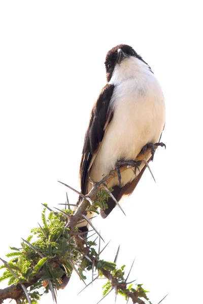 Noordelijke witte gekroonde shrikes zat op een boom — Stockfoto