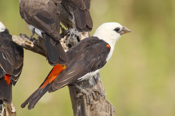 White-headed Buffalo Weaver perched on a branch — Stock Photo, Image