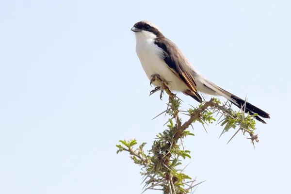 Northern white-crowned shrikes perched on a sprig — Stock Photo, Image
