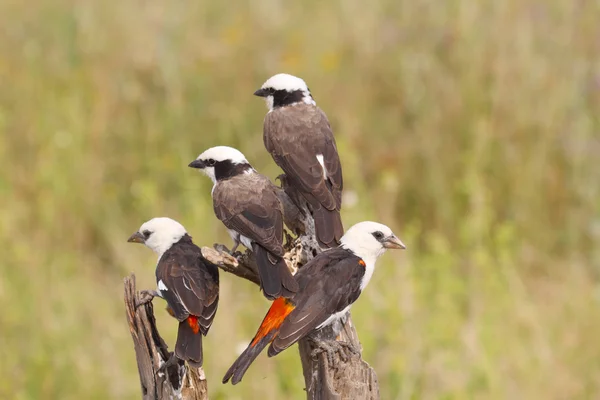 Buffalo Weaver dalla testa bianca appollaiato su un ramo — Foto Stock