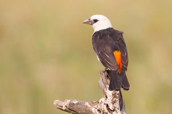 White-headed Buffalo Weaver perched on a shrub — Stock Photo, Image