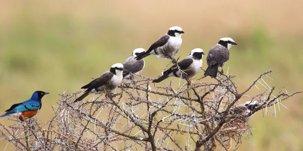 African birds perched on an acacia shrub — Stock Photo, Image