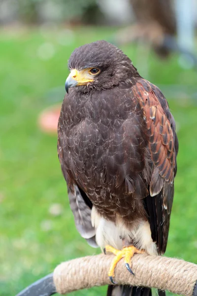 Harris' hawk op een "perch" — Stockfoto