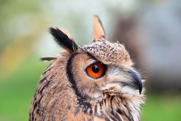 Portrait of an indian eagle-owl — Stock Photo, Image