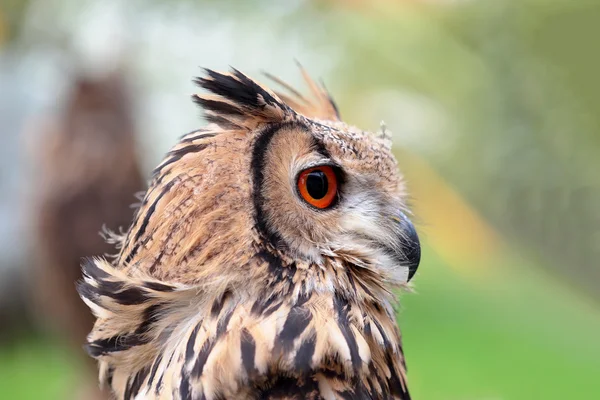 Retrato de un búho de roca indio — Foto de Stock