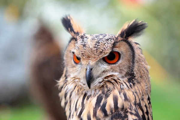 Portrait of an indian rock eagle-owl — Stock Photo, Image