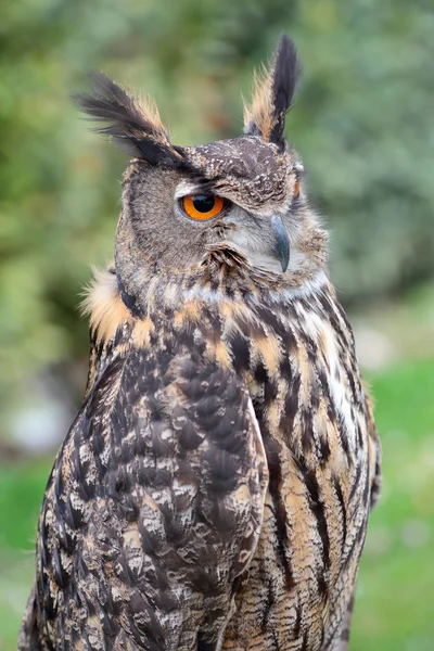 Búho águila euroasiática — Foto de Stock