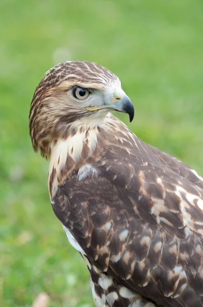 Red-tailed hawk looking at behind — Stock Photo, Image