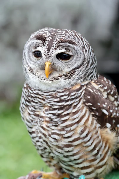 Barred owl looking ahead — Stock Photo, Image