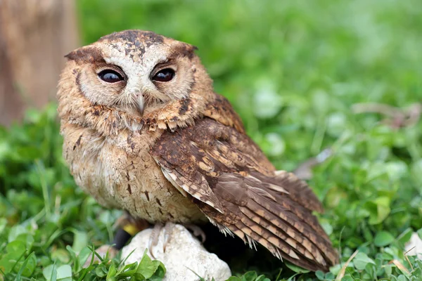 A sunda scops owl at ground — Stock Photo, Image