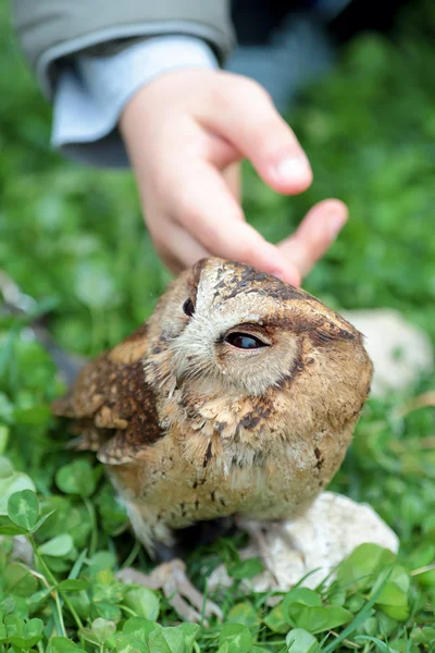 Hand of a child caressing a sunda scops owl — Stock Photo, Image