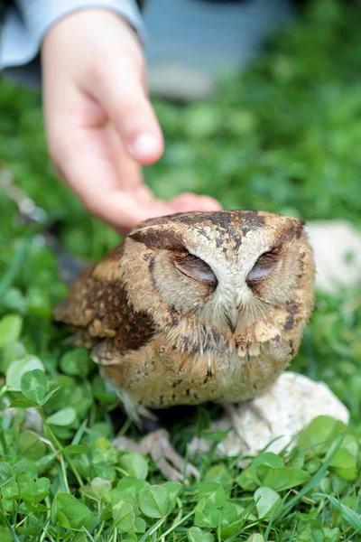 Hand of a child fondling a sunda scops owl — Stock Photo, Image