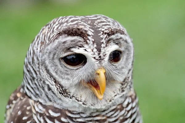 Portrait of a barred owl — Stock Photo, Image