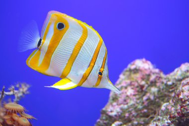 Copperband butterflyfish, Pasifik ve Hint okyanus resif içinde bulunan bir balık