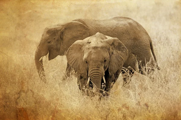 Young african elephants in vintage sepia tone — Stock Photo, Image