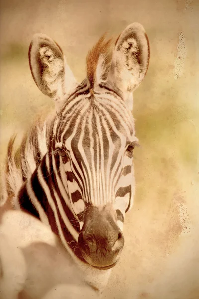 Portrait of a common zebra in vintage sepia tone — Stock Photo, Image