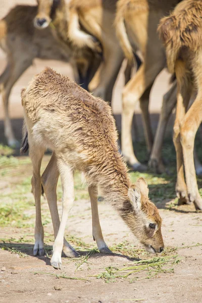 Calf of nile lechwe feeding — Stock Photo, Image