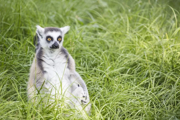 Ring-tailed lemur in the grass — Stock Photo, Image