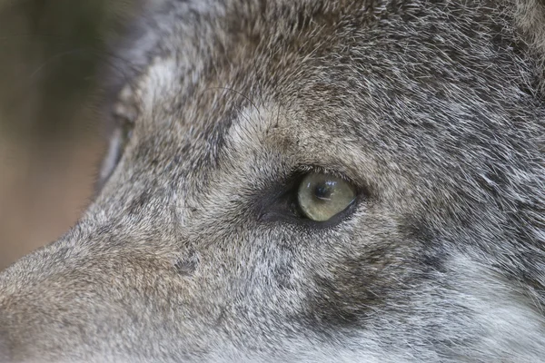 Närbild av ögat av en grå varg — Stockfoto