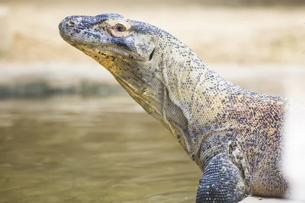 Komodo dragon w pobliżu wody — Zdjęcie stockowe