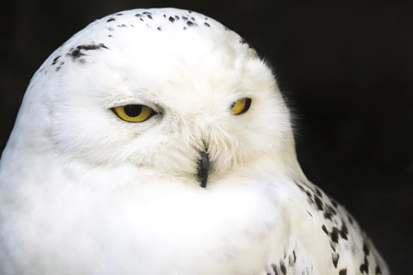 Portrait of a snowy owl — Stock Photo, Image