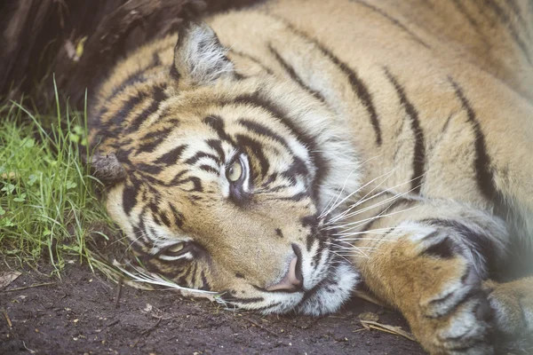 Тигр отдыхает на земле — стоковое фото