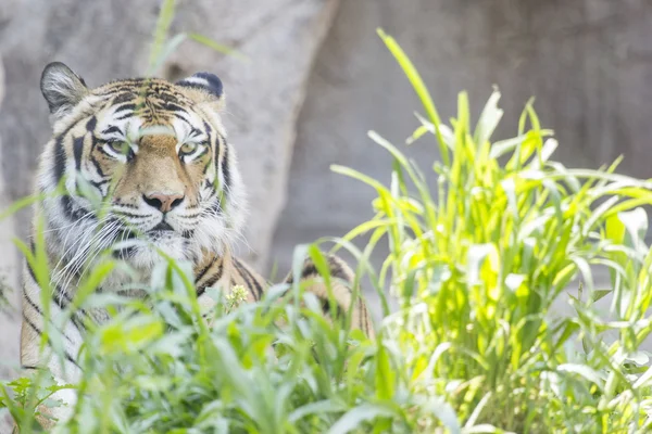 Тигр в траве смотрит в камеру — стоковое фото