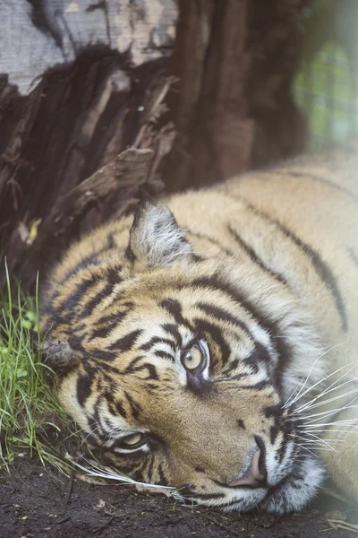 Tigre descansando en el suelo — Foto de Stock