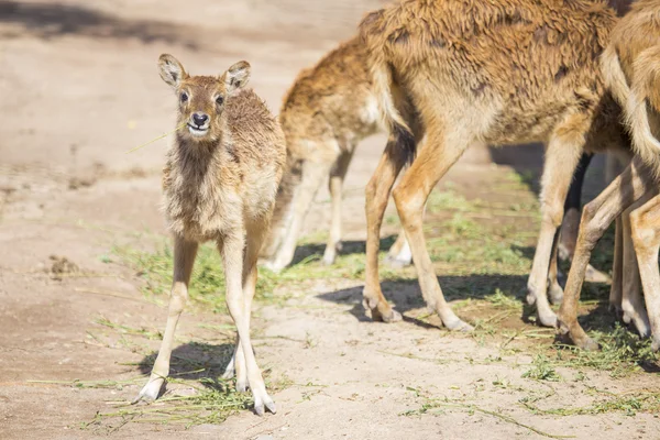 Ternero del Nilo lechwe — Foto de Stock