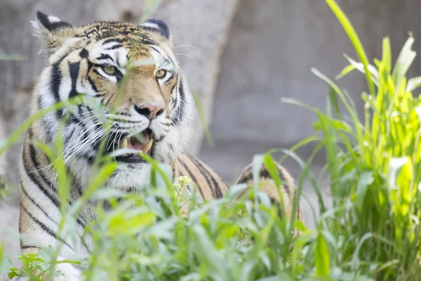 Tigre feroz en la hierba — Foto de Stock